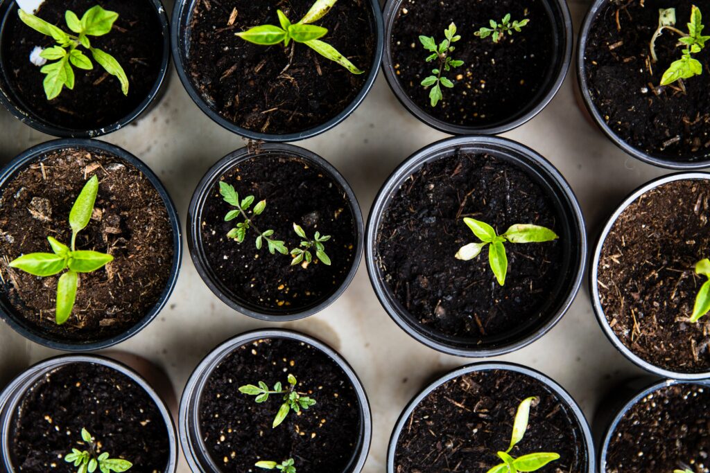 plants growing