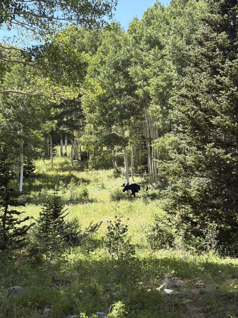 That’s a very large moose in the wild on a hike here in Park City, Utah.
